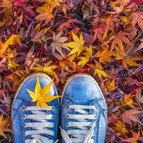 Autumn Intext